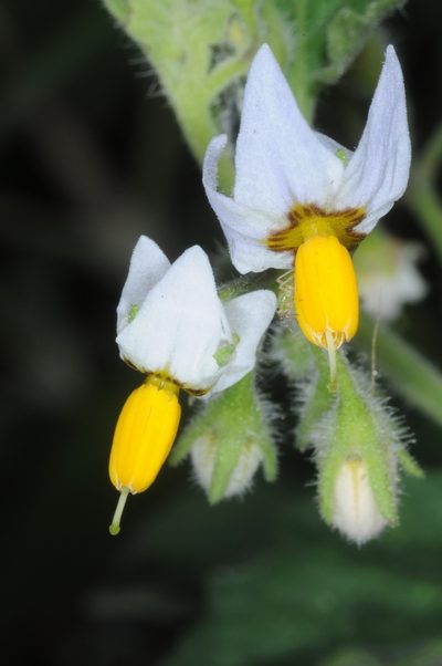 Solanum physalidicalyx, photographed by aacocucci