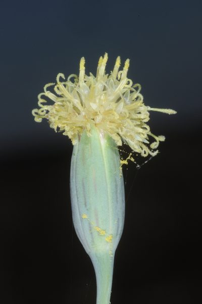 Porophyllum lanceolatum, photographed by aacocucci