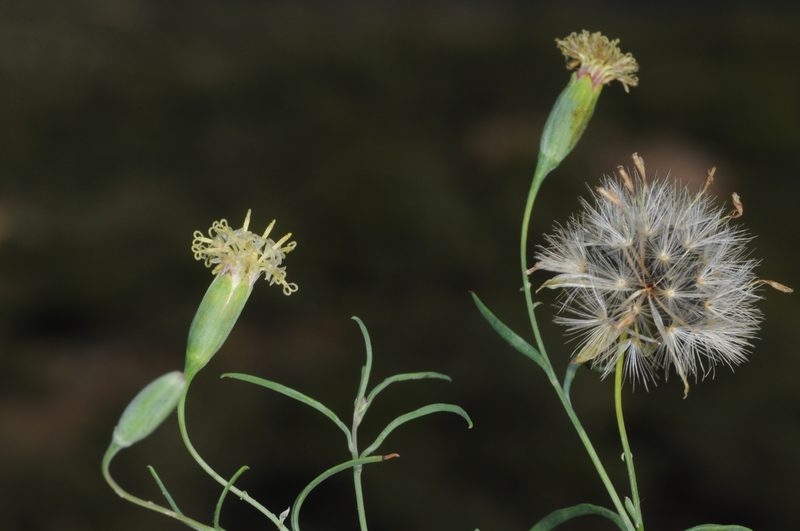 Porophyllum lanceolatum, photographed by aacocucci