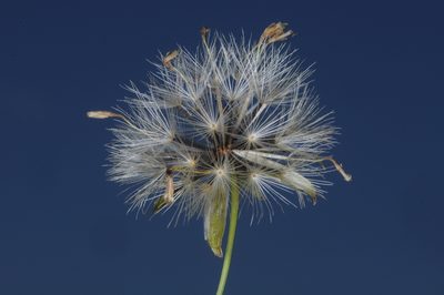 Porophyllum lanceolatum, photographed by aacocucci