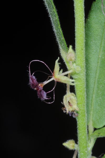 Ayenia lingulata, photographed by aacocucci