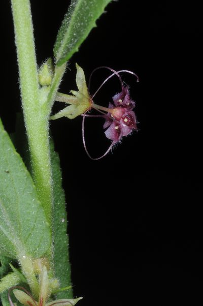 Ayenia lingulata, photographed by aacocucci