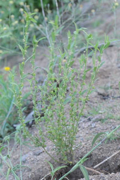 Ayenia lingulata, photographed by aacocucci