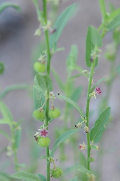 Ayenia lingulata, photographed by aacocucci