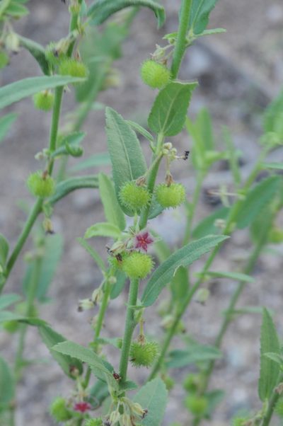 Ayenia lingulata, photographed by aacocucci