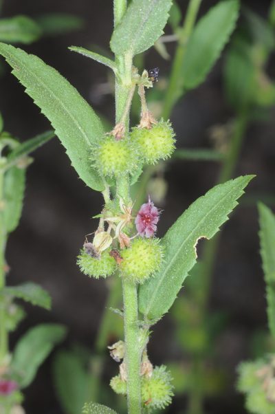 Ayenia lingulata, photographed by aacocucci