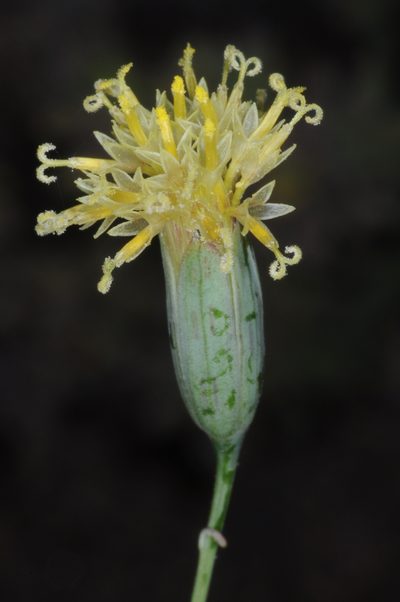 Porophyllum lanceolatum, photographed by aacocucci