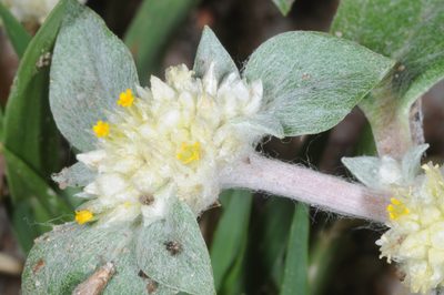 Gomphrena mendocina, photographed by aacocucci