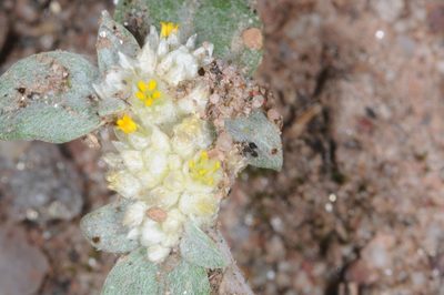 Gomphrena mendocina, photographed by aacocucci