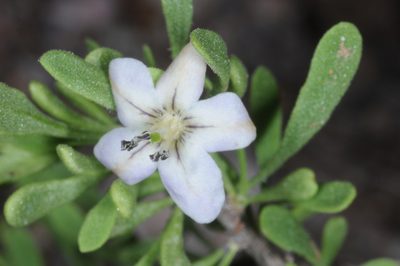 Lycium tenuispinosum, photographed by aacocucci