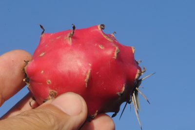 Harrisia pomanensis, photographed by aacocucci