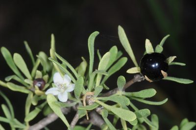 Lycium elongatum, photographed by aacocucci