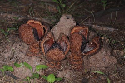Prosopanche americana, photographed by aacocucci