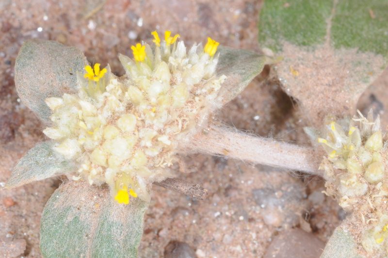Gomphrena mendocina, photographed by aacocucci