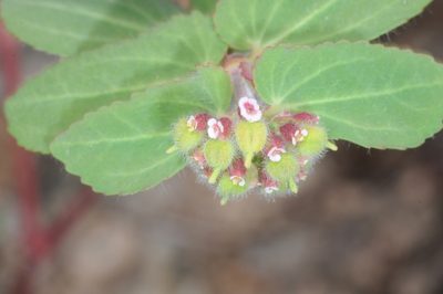 Euphorbia berteroana, photographed by aacocucci