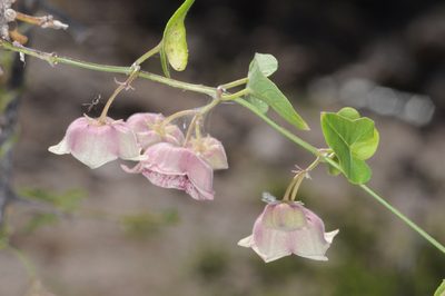 Philibertia gilliesii, photographed by aacocucci