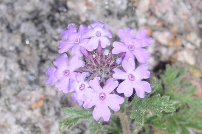 Verbena lilloana, photographed by aacocucci