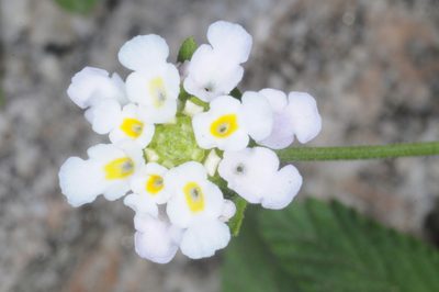 Lantana grisebachii, photographed by aacocucci