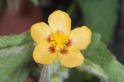 Gaya parviflora, photographed by aacocucci