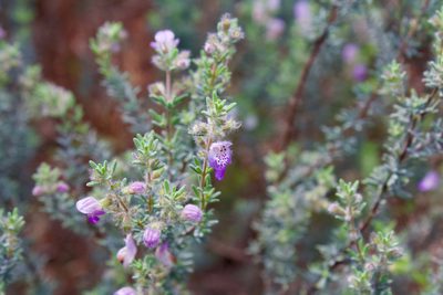 Conradina canescens, photographed by evangrimes