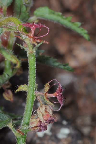 Ayenia odonellii, photographed by aacocucci