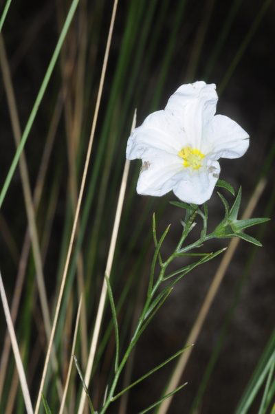 Nierembergia rigida, photographed by aacocucci
