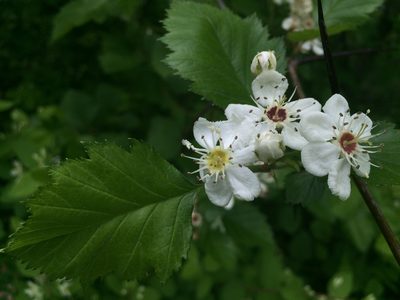 Crataegus submollis, photographed by Étienne Lacroix-Carignan
