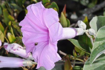 Ipomoea hieronymi, photographed by aacocucci
