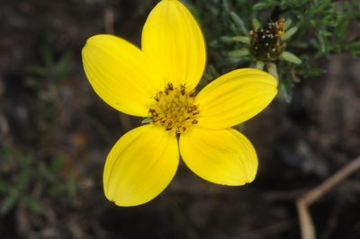 Bidens andicola, photographed by aacocucci