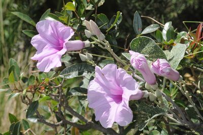 Ipomoea hieronymi, photographed by aacocucci