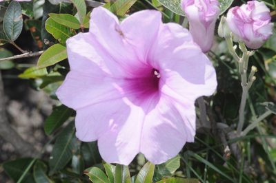 Ipomoea hieronymi, photographed by aacocucci
