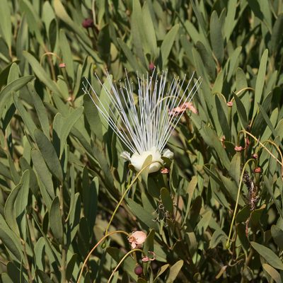 Capparis loranthifolia, photographed by Kym Nicolson
