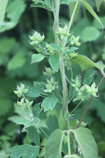 Thalictrum confine, photographed by Étienne Lacroix-Carignan