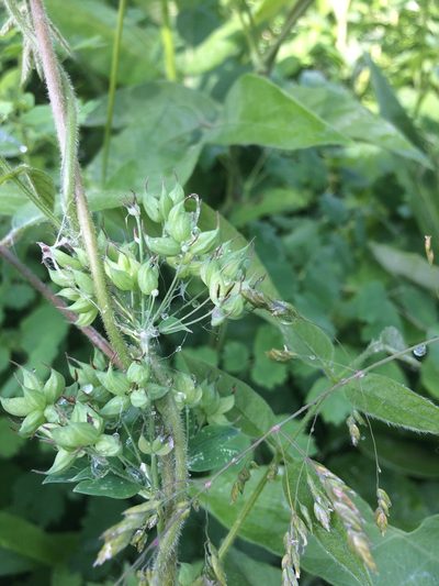 Thalictrum confine, photographed by Étienne Lacroix-Carignan