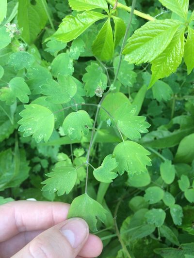 Thalictrum confine, photographed by Étienne Lacroix-Carignan