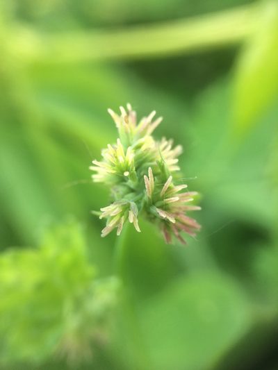 Thalictrum confine, photographed by Étienne Lacroix-Carignan