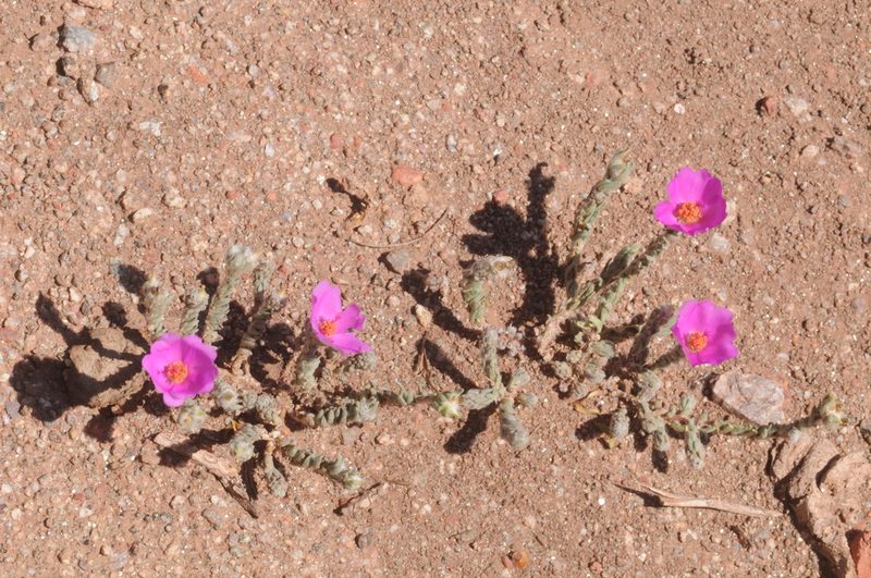 Portulaca confertifolia, photographed by aacocucci