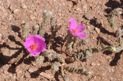 Portulaca confertifolia, photographed by aacocucci