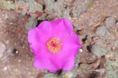 Portulaca confertifolia, photographed by aacocucci