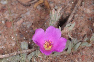Portulaca confertifolia, photographed by aacocucci