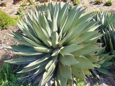 Agave shawii, photographed by Tyler Bishop
