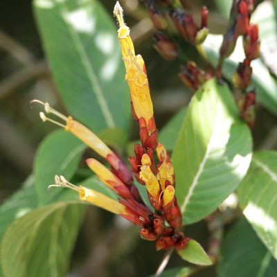 Sanchezia parvibracteata, photographed by Aitor