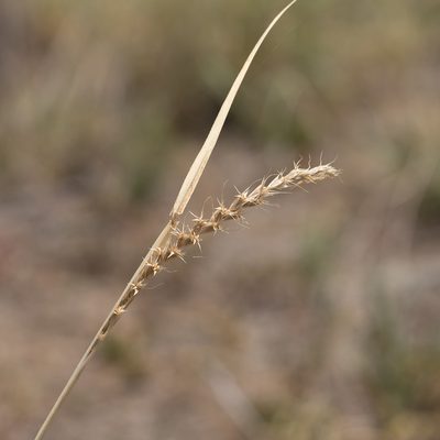 Astrebla lappacea, photographed by Kym Nicolson