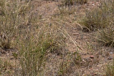 Astrebla elymoides, photographed by Kym Nicolson