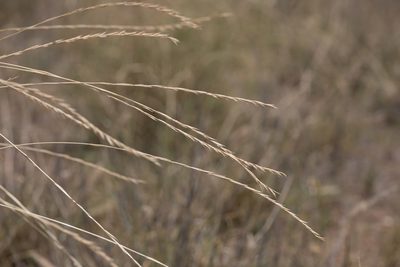 Astrebla elymoides, photographed by Kym Nicolson