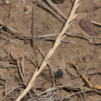 Astrebla elymoides, photographed by Kym Nicolson
