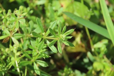 Galium spurium, photographed by chiuluan