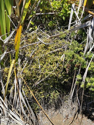 Coprosma neglecta, photographed by Aira Francisca Faúndez Fallau