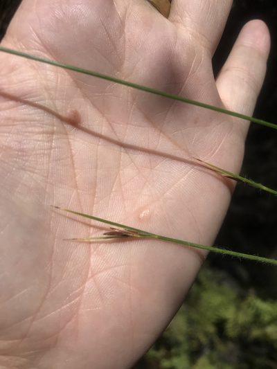 Schoenus crinitus, photographed by Sam McCarren