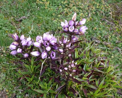 Gentianella foliosa, photographed by Robert Webster